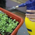 Someone spraying a container of seedlings with alarge yellow spray bottl