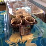 Mini greenhouse made from areused plastic container covering a small tray with 8 small cups of soilEight small cups of soil 