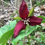 Dark red trillium - Flower with three petals and large white stemens in the middle
