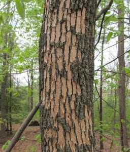 Photo: Close up of an ash tree in which the bark has fallen off leaving a light tan color area