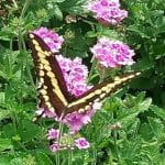 Swallow Tail Butterfly, yellow and black, feed ing off pink flowers