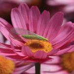 Green lacewing - green bodied bug with large net-like wings sitting on a flower with pink petals and a yellow center