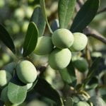 Olive tree branch with two clusters of olives