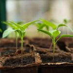 Pepper seedlings in tray of biodegradeable pots