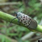 Spotted Lanternfly adult on a green stem