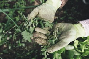 A pair of gloved hands holding some freshly picked weeds