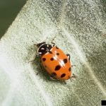 Convergent Lady Beetle (Hippodmia convergens) on a leaf
