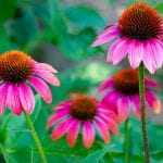 Four Echinacea or Cone Flowers in a garden - large flowers with dark pink petals and spikely centers