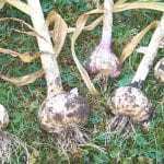 Five freshly harvested heads of garlic