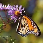 Black and orange Monarch Butterfly feeding on a purple flower