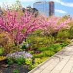 The High Line Garden in NYC in the spring with pink flowering trees