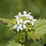 FOur-petaled white flowers on a garlic mustard plant
