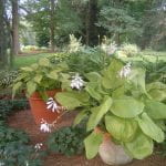 Sahde garden with two large containers of blooming hostas