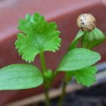 Two Corinader Seedling with Seed Coat stuck on the leaves of one seedling