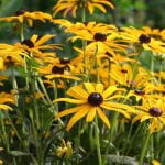 Many rubekia (black eyed-susans), yellow flowers with raised brown centers