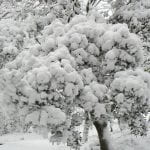 Tree covered with lots of snow