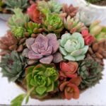 Pot full of succulents of various colors