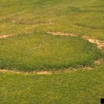 Lawn showing necrotic areas typical of Type 1 infection with fairy ring fungi. 