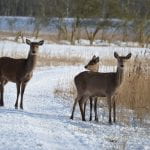 Three deer standing is a snowy field