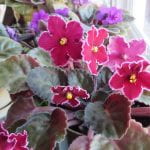 African violets with pink flowers