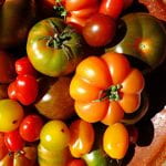 Bowl of tomatoes of all shapes, colors and sizes