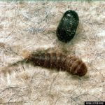 Black carpet beetle larva, a short grub-like creature coverd in bristles, and adult, a small oblong black beetle