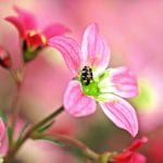 A small variegated oval beetle on a pink flower
