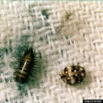 Furniture carpet beetle larva, a short grub-like creature coverd in black bristles, and adult, a small round varigated beetle