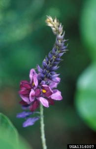 Purple flower of the kudzu plant