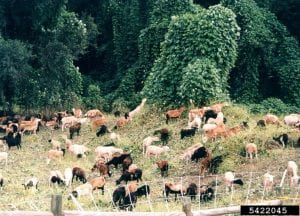Herd of goats grazing on kudzu. THe trees are still coered, but the ground is bare.
