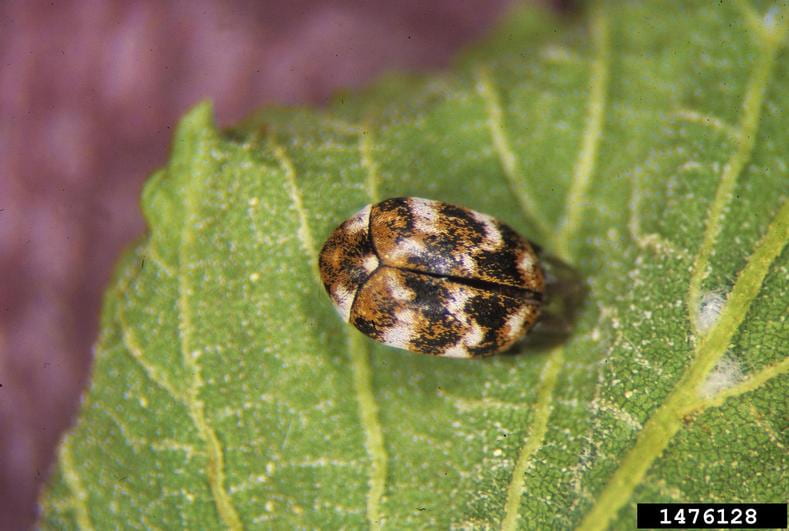 Interesting Facts About Carpet Beetles