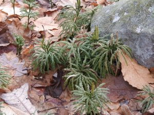 Club moss - small Christmas tree-like plants growing near a rock