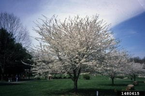Yosihino Cherry Trees in Bloom - A line of small (15 ft) trees covered with white flowers
