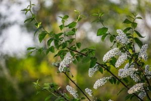 Pendulous white clusters of white flowers on a black cherry tree