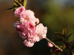 A cluster of pink double blooms of the Kwanzan cherry tree