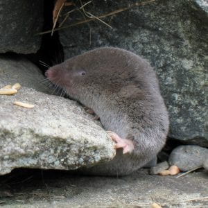 Northern Short-tailed Shrew - Small gray rodent climbing out between two rocks 