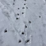 Deer footprints in snow