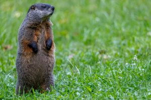 Groundhog standing up straight on its hind legs looking out over the grass