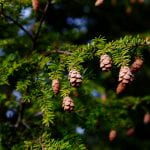 Branch of an eastern hemlock tree with short needles and small round cones