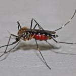 Close-up of a blood filled mosquito