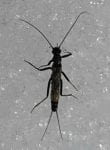Winter stonefly adult - black oblong insect with long antennae, six visible legs, wings folded across the back, and two long filamentous protrusions off the back 