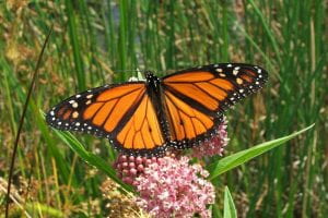 Rose milkweed with Monarch Butterfly - A large orange and black butterfly with spread wings setting on a cluster of rose-pink flowers 