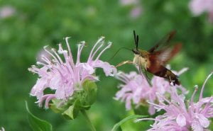 Wild bergamot with hummingbird moth - Ragged light pink pom-pom flowering being visited by a large moth that resembles a hummingbird
