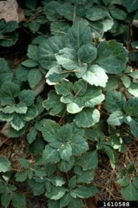 Allegheny spurge - a dark green lower grwoing leafy plant