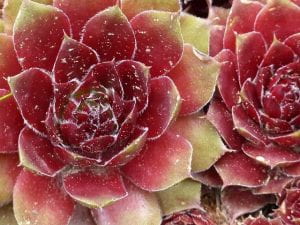 Hens and Chicks - a succulent with a tight burgundy rosette