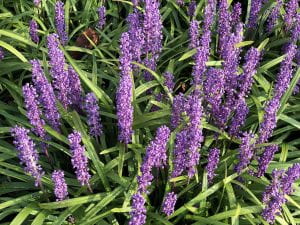 Spikes of purple flowers