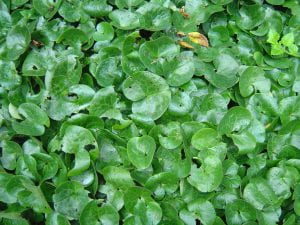 European ginger - a shiny green leafed ground cover