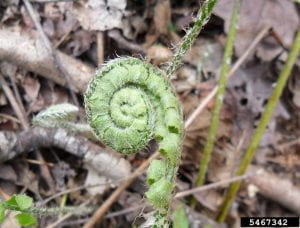 Christmas fern - a light green fiddle head