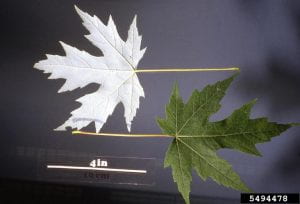 A picture of the top and bottom of silver maple leaves. They have a 4 inch petiole or leaf stem. The bottom of the leaf is a a white silvery color and the top of the leaf is green.