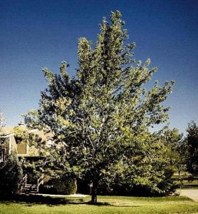 A large triagular shapped silver maple tree that is taller thatn a the two story house behind it.